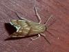 Chrysocrambus linetella